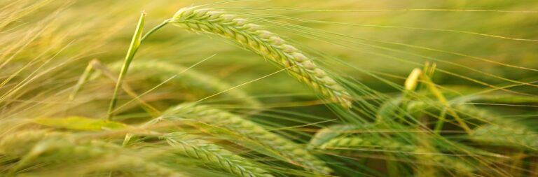 Bando ESA per l’agricoltura