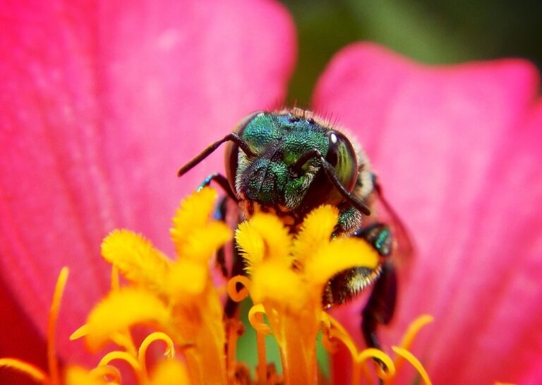 Biodiversità: bando CNR