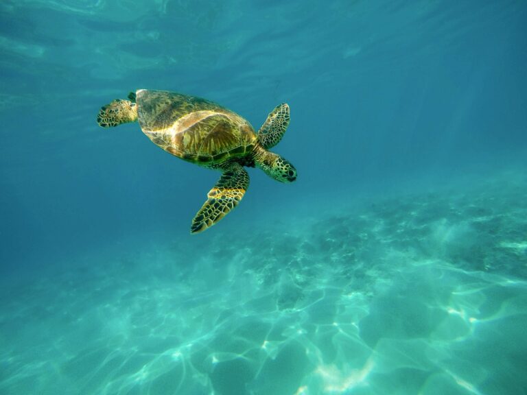 Sustainable Blue Economy Partnership: nuovo bando
