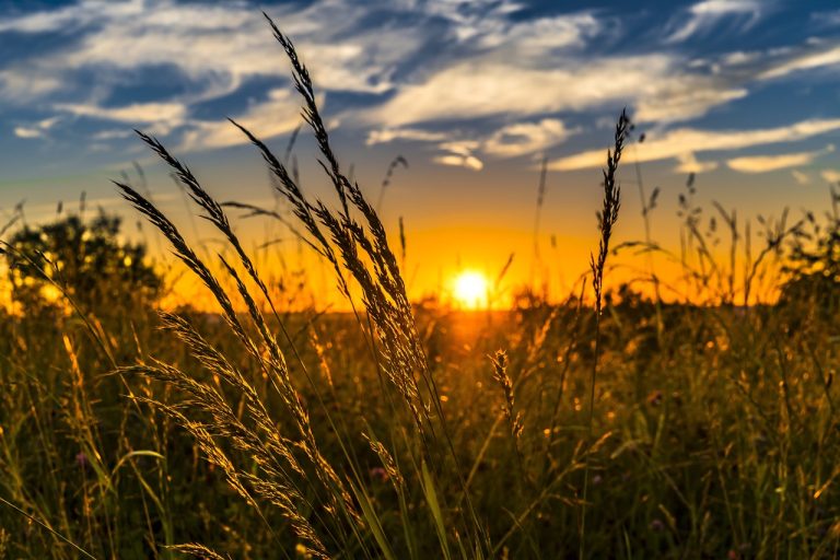 Empowering Women in Agrifood: nuovo bando EIT Food